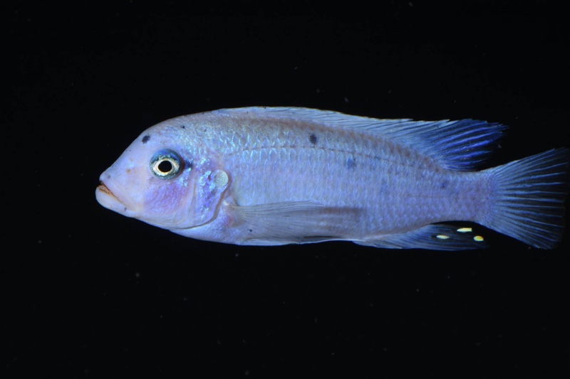 Maylandia callainos 'Chidunga Rocks'